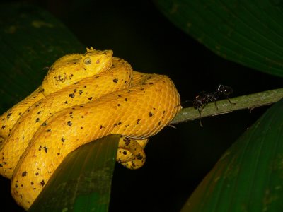 Eyelash Palm Pitviper - Bothriechis schlegelii