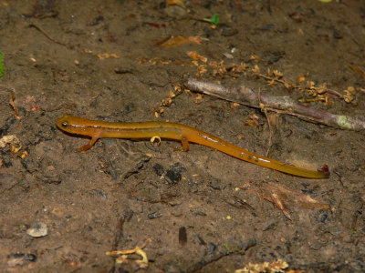 Blue Ridge Two-lined Salamander - Eurycea bislineata wilderae