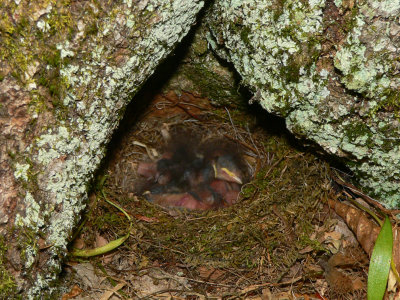Dark-eyed Junco nest - Junco hyemalis