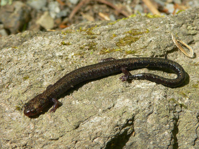 Ravine Salamander - Plethodon richmondi