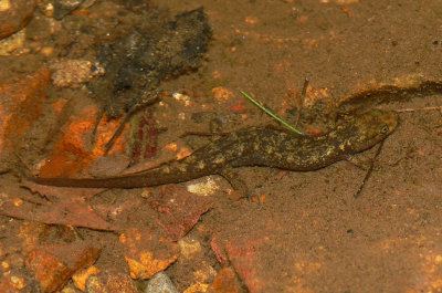 Shovelnose Salamander - Desmognathus marmoratus