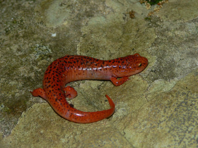 Blue Ridge Red Salamander - Pseudotriton ruber nitidus