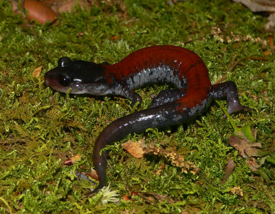 Yonahlossee Salamander - Plethodon yonahlossee