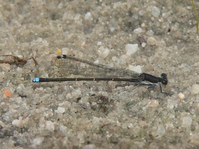 Blue-tipped Dancer - Argia tibialis