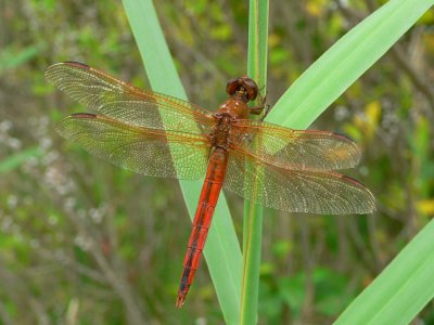 Needham's Skimmer - Libellula needhami