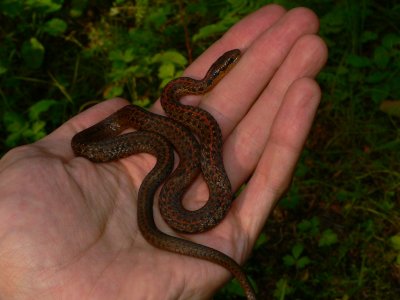 Northwestern Garter Snake - Thamnophis ordinoides