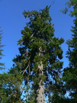 World's Largest Spruce?