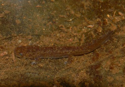 Cope's Giant Salamander - Dicamptodon copei