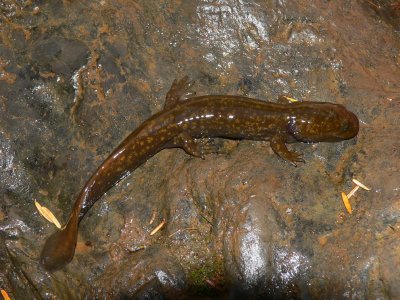 Cope's Giant Salamander - Dicamptodon copei