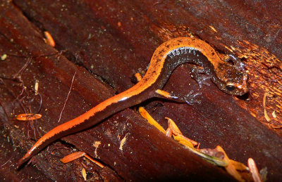 Western Redback Salamander - Plethodon vehiculum