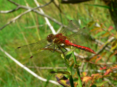 Striped Meadowhawk - Sympetrum pallipes