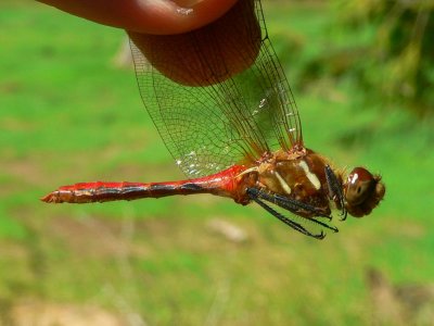 Striped Meadowhawk - Sympetrum pallipes