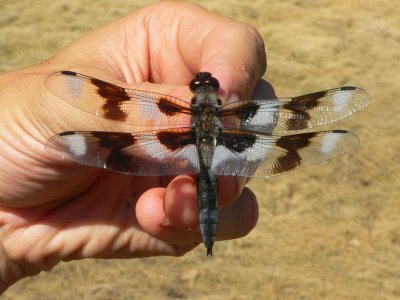 Eight-spotted Skimmer - Libellula forensis