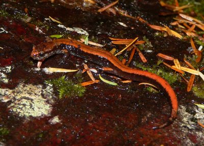 Western Redback Salamander - Plethodon vehiculum
