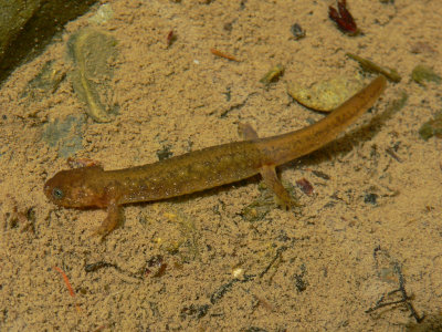 Olympic Torrent Salamander - Rhyacotriton olympicus