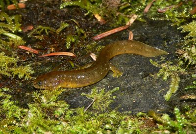 Olympic Torrent Salamander - Rhyacotriton olympicus