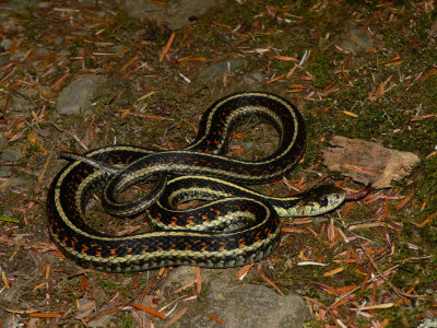 Puget Sound Garter Snake - Thamnophis sirtalis pickeringii