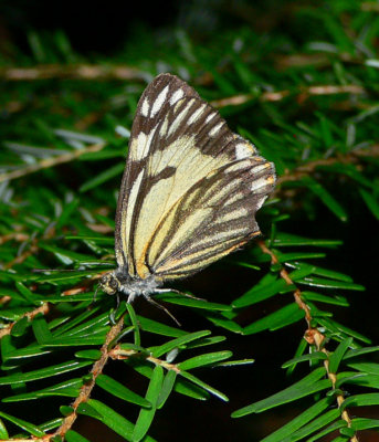 Pine White - Neophasia menapia