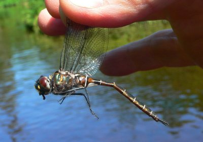 Lake Emerald - Somatochlora cingulata