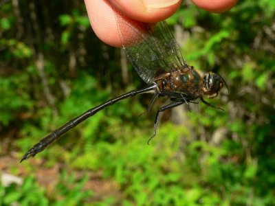 Delicate Emerald - Somatochlora franklini