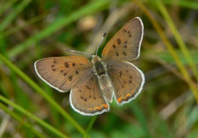 Bog Copper - Lycaena epixanthe