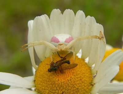 Goldenrod Crab Spider - Misumena vatia