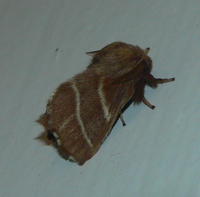 Eastern Tent Caterpillar Moth - Malacosoma americanum