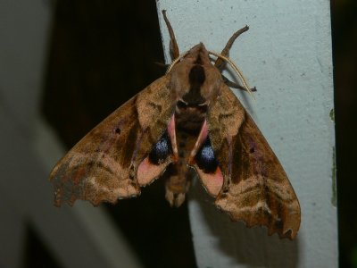 Blinded Sphinx - Paonias excaecatus