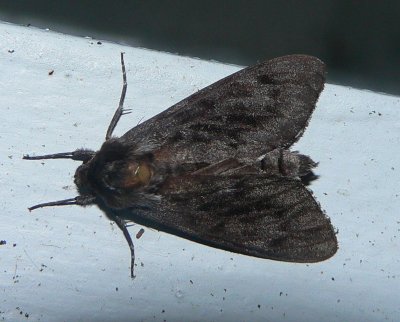 Northern Pine Sphinx Moth - Lapara bombycoides