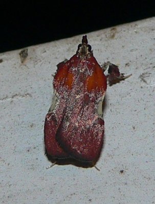 Boxwood Leaftier - Galasa nigrinodis