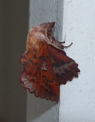 Tent Caterpillar and Lappet Moths - Lasiocampoidea