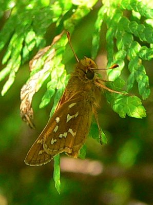 Common Branded Skipper - Hesperia comma