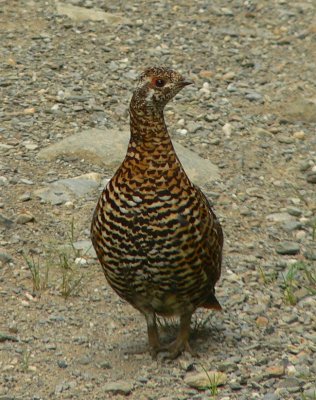 Spruce Grouse -  Falcipennis canadensis