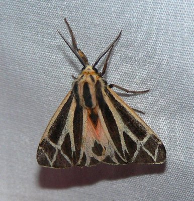 Tiger Moth - Apantesis