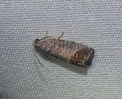 Codling Moth - Cydia pomonella