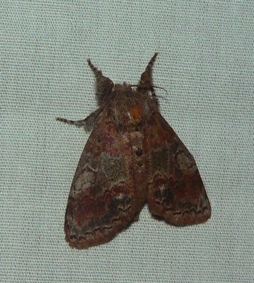 Cinnamon Tussock Moth - Dasychira cinnamomea