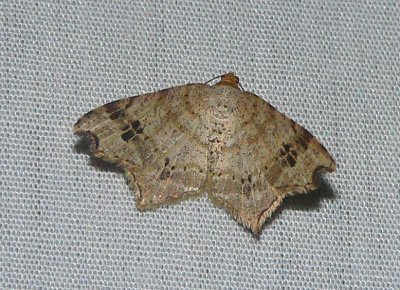 Common Angle - Macaria aemulataria