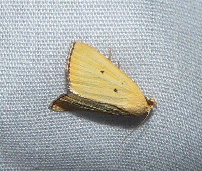 Black-bordered Lemon Moth - Marimatha nigrofimbria