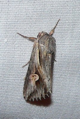 Gray Half-spot - Nedra ramosula