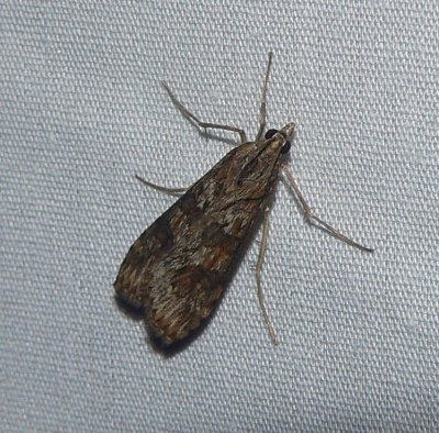 Lucerne Moth - Nomophila nearctica
