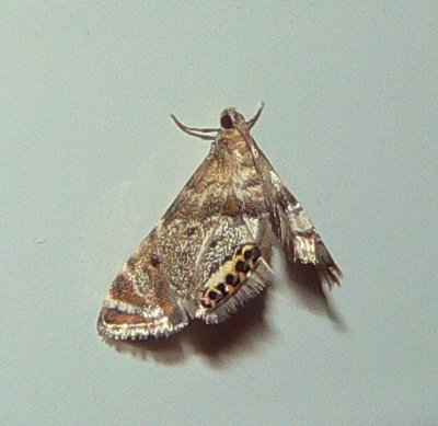 Snout Moth - Petrophila