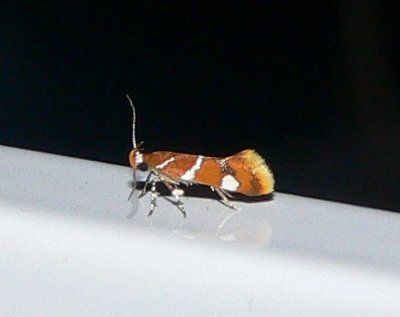 Suzuki's Promolactis Moth - Promalactis suzukiella