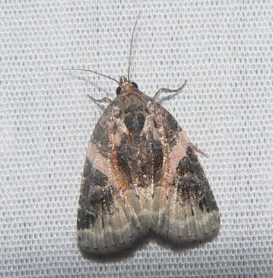 Pink-barred Pseudostrotia - Pseudostrotia carneola