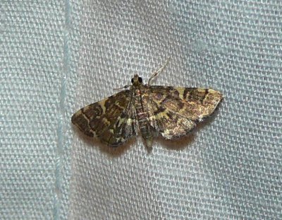 Yellow-spotted Webworm Moth - Anageshna primordialis