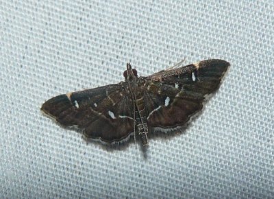 Diathrausta harlequinalis