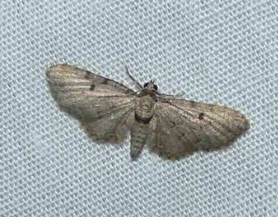 Common Eupithecia - Eupithecia miserulata