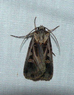 Subgothic Dart - Feltia subgothica