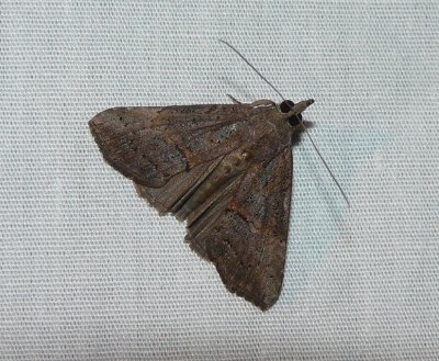 Green Cloverworm Moth - Hypena scabra