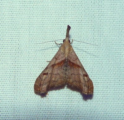 Dark-spotted Palthis - Palthis angulalis