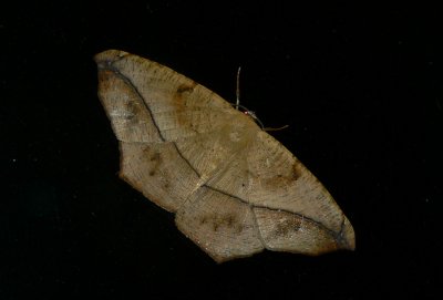 Geometer Moths - Geometroidea